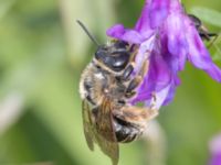 Eucera longicornis Lilla kalkbrottet, Klagshamns udde, Malmö, Skåne, Sweden 20240723_0015