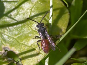 Nomada fabriciana - Ängsgökbi