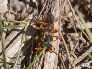 Nomada goodeniana - Gooden's Nomad Bee - Gyllengökbi