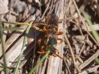 Nomada goodeniana Norra stigen, Toarp, Malmö, Skåne, Sweden 20230509_0040