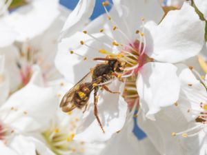 Nomada lathburiana - Sälggökbi