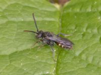 Nomada leucophthalma Norra stigen, Toarp, Malmö, Skåne, Sweden 20240511_0222