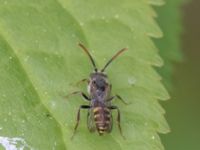 Nomada leucophthalma Norra stigen, Toarp, Malmö, Skåne, Sweden 20240511_0231