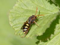 Nomada marshamella A-skogen, Almåsa, Malmö, Skåne, Sweden 20240517_0007