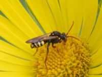 Nomada marshamella Fågelmatningen, Toarp, Malmö, Skåne, Sweden 20240511_0107