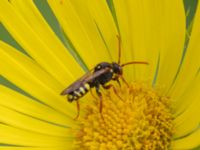 Nomada marshamella Fågelmatningen, Toarp, Malmö, Skåne, Sweden 20240511_0109