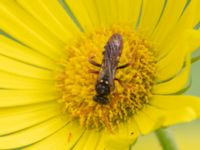 Nomada marshamella Fågelmatningen, Toarp, Malmö, Skåne, Sweden 20240511_0113