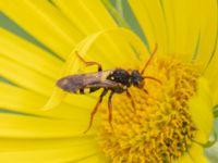 Nomada marshamella Fågelmatningen, Toarp, Malmö, Skåne, Sweden 20240511_0118