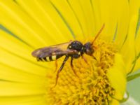 Nomada marshamella Fågelmatningen, Toarp, Malmö, Skåne, Sweden 20240511_0119