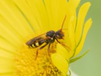 Nomada marshamella Fågelmatningen, Toarp, Malmö, Skåne, Sweden 20240511_0121