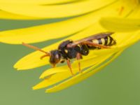 Nomada marshamella Fågelmatningen, Toarp, Malmö, Skåne, Sweden 20240511_0125