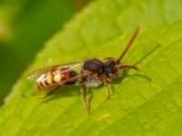 Nomada ruficornis Banvallen, Köpenhamnsstigen, Ribersborg, Malmö, Skåne, Sweden 20220501_0198