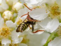 Nomada ruficornis Banvallen, Köpenhamnsstigen, Ribersborg, Malmö, Skåne, Sweden 20220501_0209