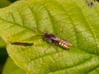 Nomada ruficornis Banvallen, Köpenhamnsstigen, Ribersborg, Malmö, Skåne, Sweden 20220501_0212