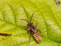 Nomada ruficornis Banvallen, Köpenhamnsstigen, Ribersborg, Malmö, Skåne, Sweden 20220501_0213