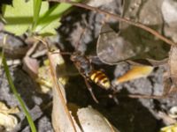 Nomada ruficornis Hammars park, Malmö, Skåne, Sweden 20230513_0153