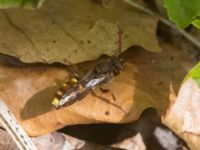 Nomada ruficornis Hammars park, Malmö, Skåne, Sweden 20230513_0161