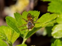 Nomada ruficornis Scaniaparken, Malmö, Skåne, Sweden 20220429_0063