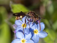 Nomada ruficornis Torups slottspark, Bara, Svedala, Skåne, Sweden 20220426_0022