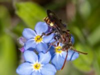 Nomada ruficornis Torups slottspark, Bara, Svedala, Skåne, Sweden 20220426_0023