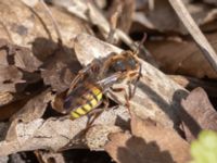 Nomada signata S Fuktsänkan, Hammars park, Malmö, Skåne, Sweden 20240415_0067