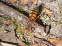 Nomada signata Sumpskogen, Klagshamns udde, Malmö, Skåne, Sweden 20240520_0043