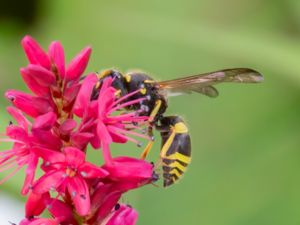 Ancistrocerus claripennis - Sexbandad murargeting