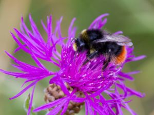 Bombus lapidarius - Red-tailed Bumblebee - Stenhumla