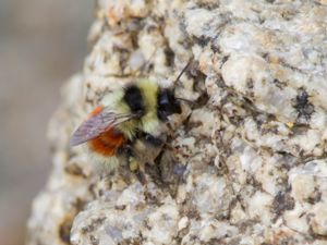 Bombus lapponicus - Lapphumla