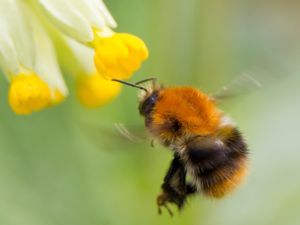 Bombus pascuorum - Common Carder Bee - Åkerhumla