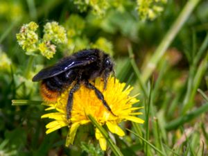 Bombus rupestris - Hill Cuckoo-bee - Stensnylthumla