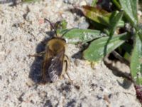 Colletes cunicularius Lertagsdammen, Klagshamns udde, Malmö, Skåne, Sweden 20150418_0002