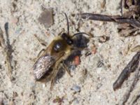 Colletes cunicularius Lertagsdammen, Klagshamns udde, Malmö, Skåne, Sweden 20150418_0003