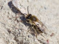 Colletes cunicularius Lertagsdammen, Klagshamns udde, Malmö, Skåne, Sweden 20150418_0013