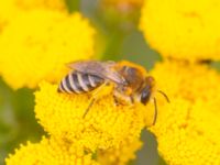 Colletes daviesanus Industrigatan 22, Malmö, Skåne, Sweden 20230629_0131