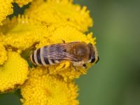 Colletes daviesanus Lilla kalkbrottet, Klagshamns udde, Malmö, Skåne, Sweden 20230814_0029