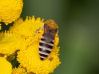 Colletes daviesanus Lilla kalkbrottet, Klagshamns udde, Malmö, Skåne, Sweden 20230814_0030