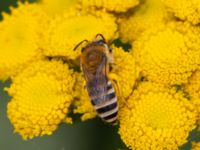 Colletes daviesanus Lilla kalkbrottet, Klagshamns udde, Malmö, Skåne, Sweden 20230814_0036