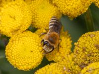 Colletes daviesanus Lilla kalkbrottet, Klagshamns udde, Malmö, Skåne, Sweden 20230814_0045