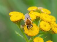 Colletes fodiens Gasstationen, Klagshamns udde, Malmö, Skåne, Sweden 20210719_0041