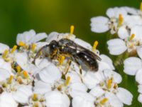 Hylaeus brevicornis St Pauli södra kyrkogård, Malmö, Skåne, Sweden 20230728_0020