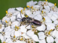 Hylaeus brevicornis St Pauli södra kyrkogård, Malmö, Skåne, Sweden 20230728_0035