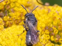 Hylaeus brevucornis Ridhuset, Klagshamns udde, Malmö, Skåne, Sweden 20230814_0044-2