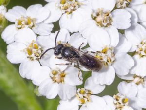 Hylaeus communis - Gårdcitronbi