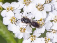 Hylaeus communis St Pauli södra kyrkogård, Malmö, Skåne, Sweden 20230721_0135