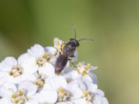 Hylaeus confusus St Pauli södra kyrkogård, Malmö, Skåne, Sweden 20230721_0142