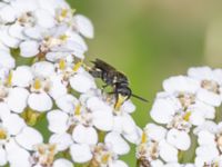 Hylaeus confusus St Pauli södra kyrkogård, Malmö, Skåne, Sweden 20230721_0145