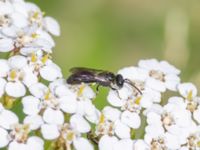 Hylaeus confusus St Pauli södra kyrkogård, Malmö, Skåne, Sweden 20230721_0146