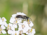 Hylaeus confusus St Pauli södra kyrkogård, Malmö, Skåne, Sweden 20230721_0147