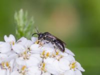 Hylaeus confusus St Pauli södra kyrkogård, Malmö, Skåne, Sweden 20230721_0166